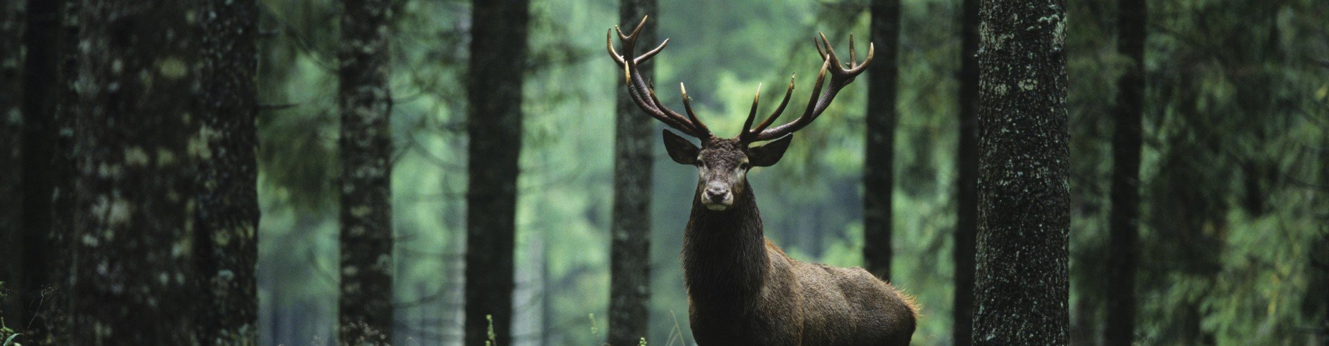 shutterstock_207602317